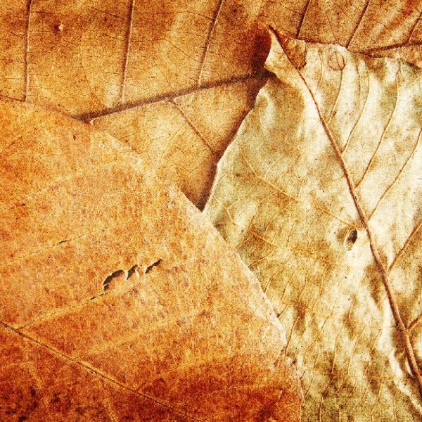 باندل پترن برگ پاییزی - تصویر 8
